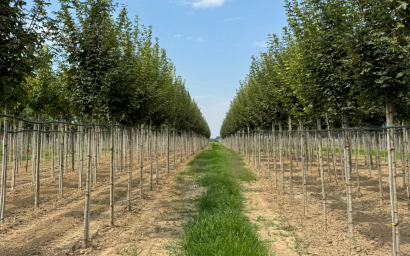 acer campestre "lienco"